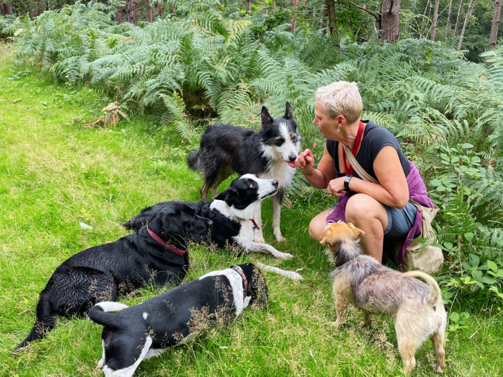 Bark and Stride Hailsham Dog Walker