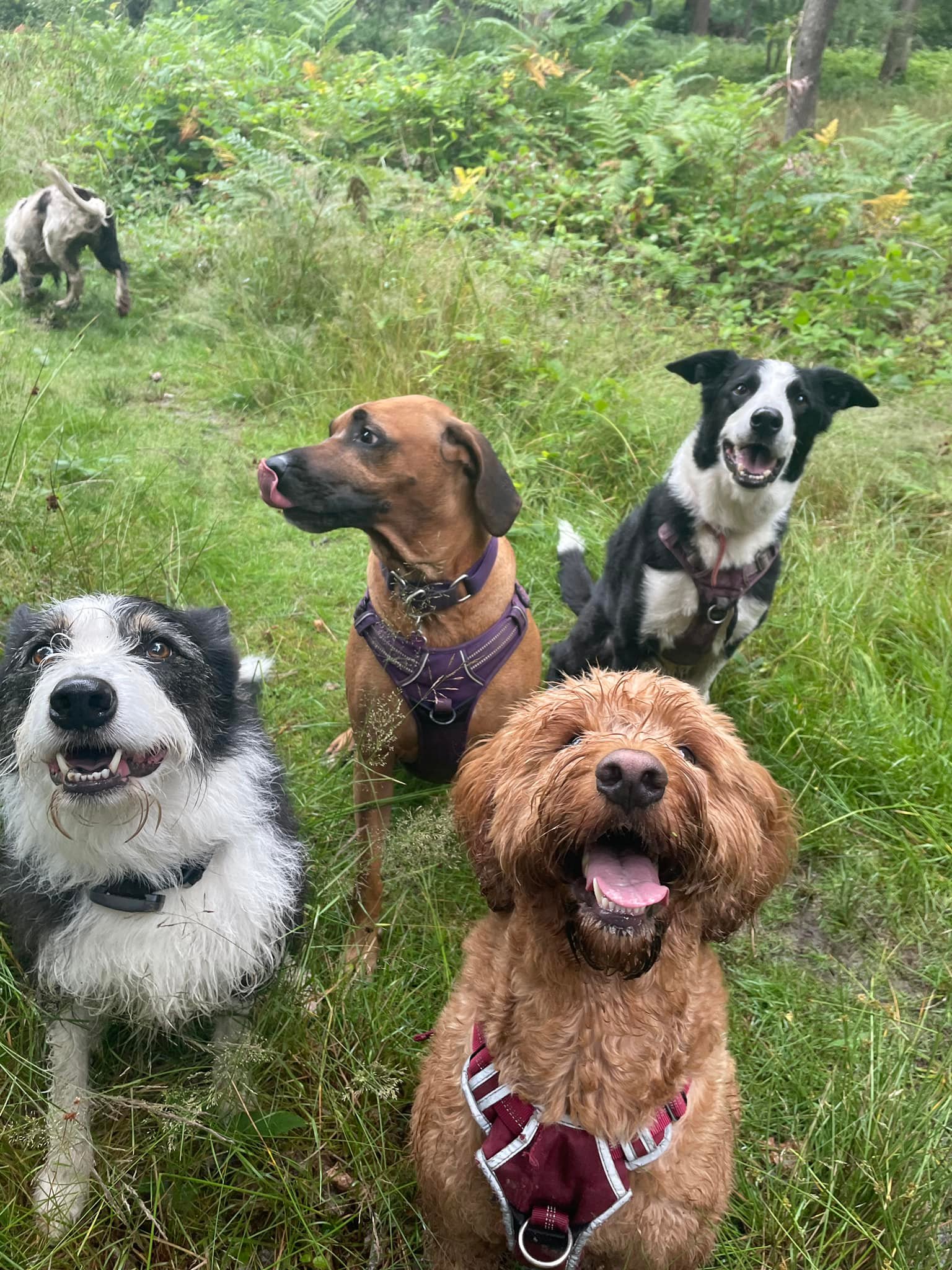 dogs sitting to attention on a group dog walk