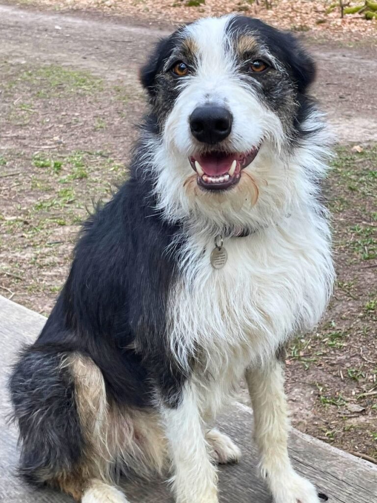 The goodest boy - Dog training walk with bark and Stride in Hailsham