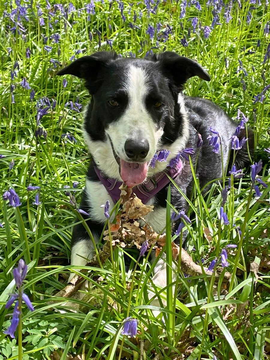 Dog training walk - Dog laying down in bluebells