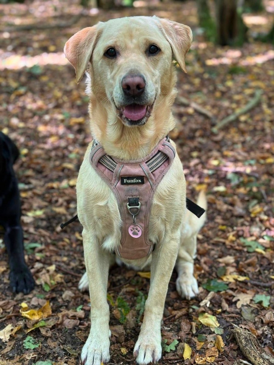 golden labrador sitting patiently on a walk with Bark and Stride