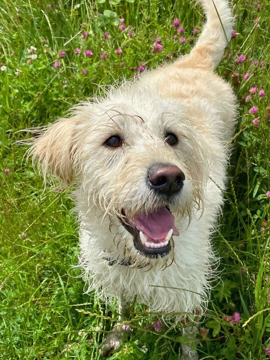 Happy dog on a walk with Bark and Stride