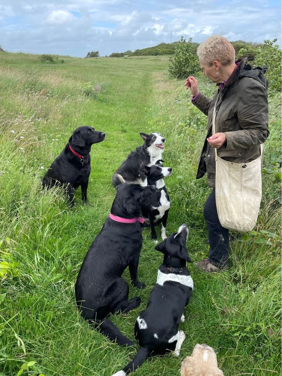 Dog Walking at Bark & Stride