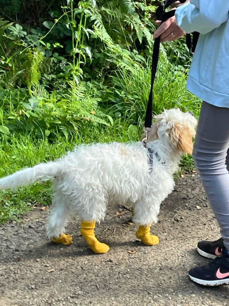 Puppy Socialisation classes