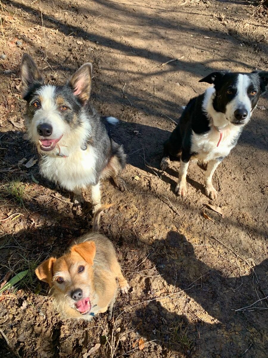 Dogs sitting to attention on a group walk