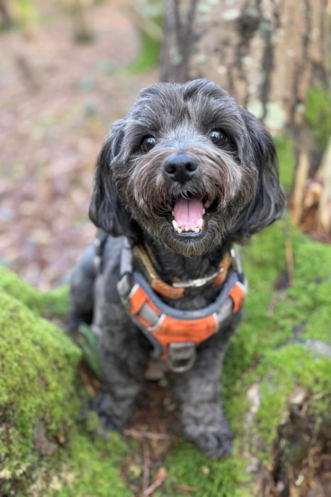 Bark and Stride Hailsham Dog Walker