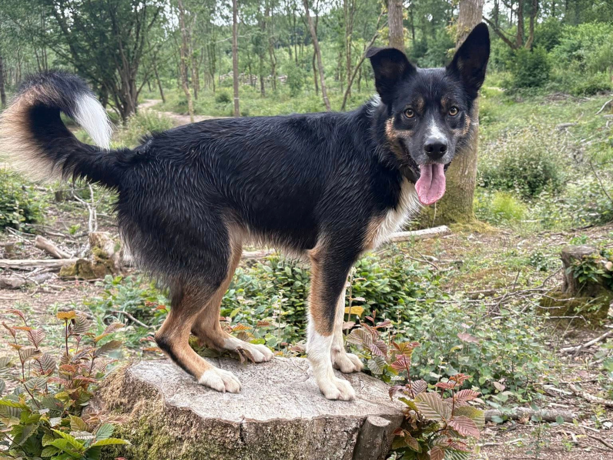 Bark & Stride Dog Walker