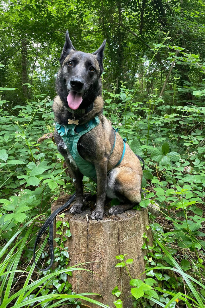 Bark and Stride Hailsham Dog Walker