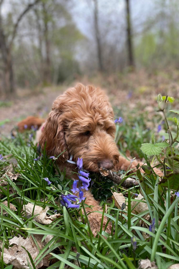 Bark & Stride Dog Walker