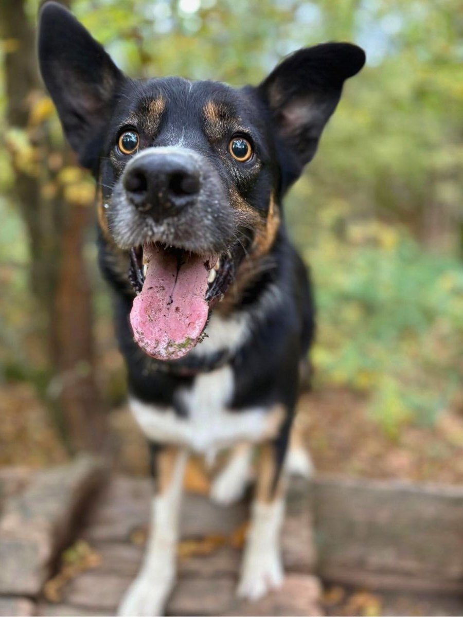 Bark and Stride Hailsham Dog Walker 