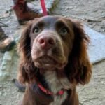 Benji the cocker spaniel