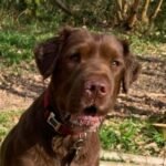 Freddie on a walk with Bark & Stride