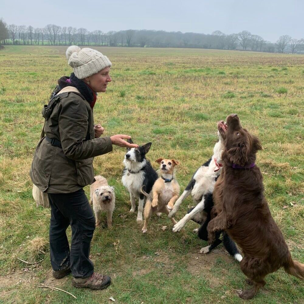 Ethical dog training in Hailsham, East Sussex